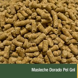 Masleche Dorado Pel Gnl