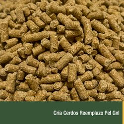 Cria Cerdos Reemplazo Pel Gnl