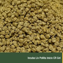 Incuba Liv Pollita Inicio CR Gnl