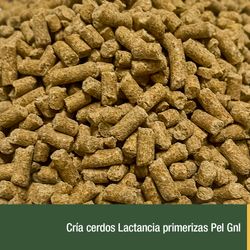 Cria cerdos Lactancia primerizas Pel Gnl